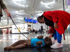 Stressed Before Flight? Therapy Dogs To The Rescue At This Airport