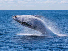 Whale Menopause Sheds Light On Human Evolutionary Mystery