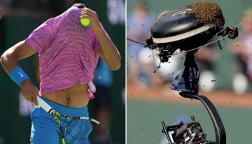 Tennis: Spaniard Carlos Alacaraz forced off court by swarm of bees during Indian Wells quarter-final