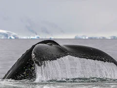 Whale Of A Tail: Scientists Track Unique Humpback "Fingerprint"