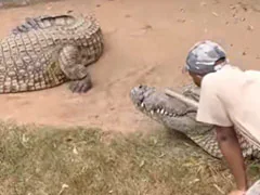 Video: Narrow Escape For Zookeeper As 15-Foot Crocodile Attacks