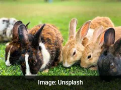 Boy, 9, Showed "No Emotion" After Killing Rabbits, Guinea Pigs At Dutch Petting Zoo, Says Staff