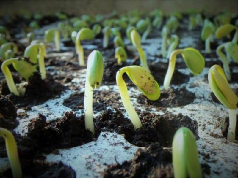 Beans Rally Over $12 with Export Sale