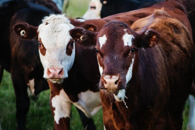 Cattle Mixed at Midday