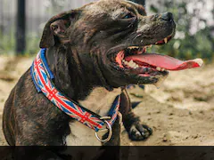 Three-Year-Old Boy Mauled By Family Dog In The Latest XL Bully Incident In UK