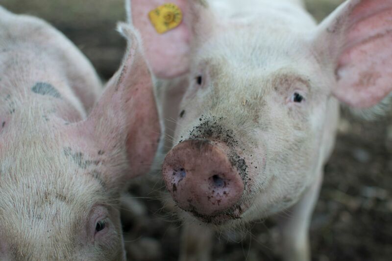 Lean Hogs Rallied Triple Digits Out of Weekend