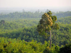 Planting Trees In Wrong Places Contributes To Global Warming: Study