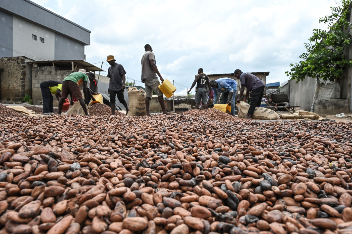 Cocoa prices hit $10,000 per metric ton for the first time ever