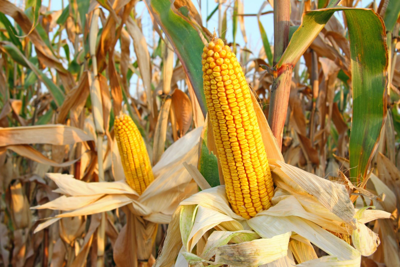 Corn Working Lower through Tuesday