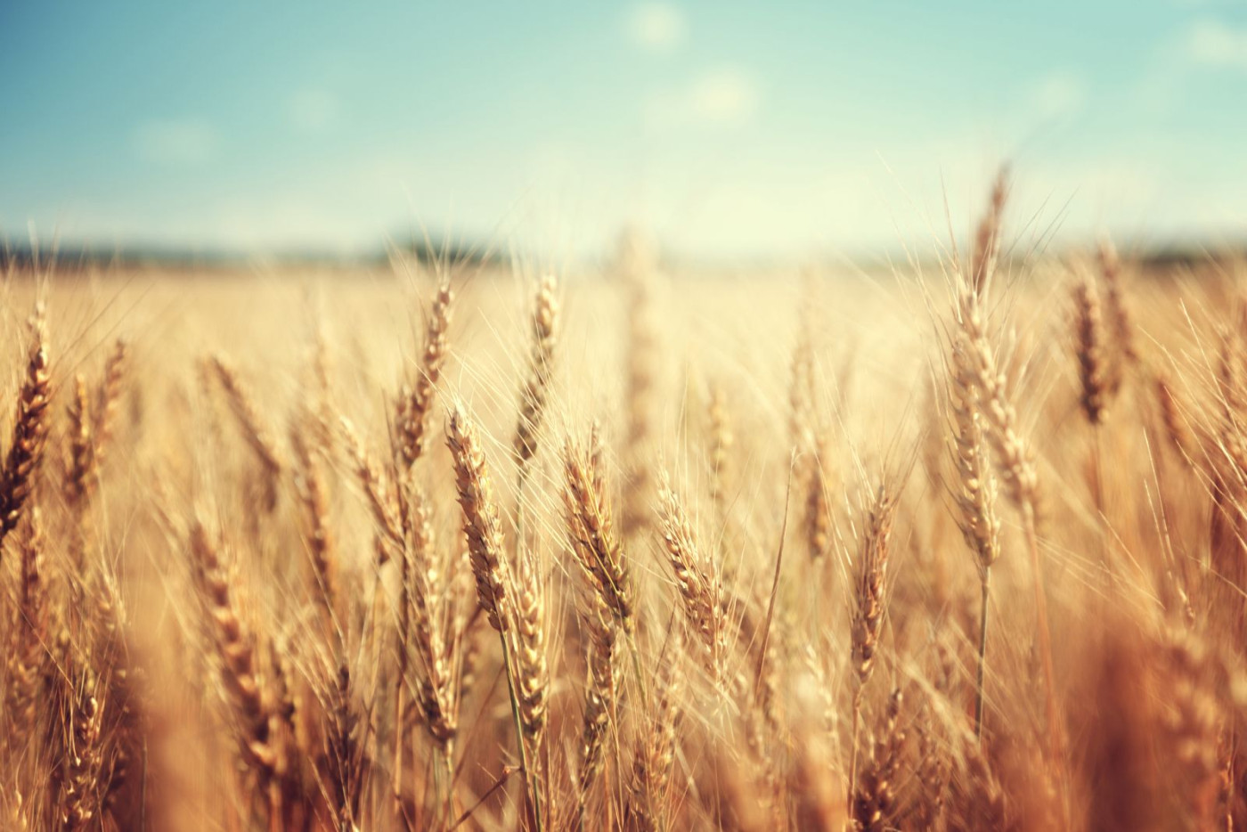 Wheats Fading through Midday