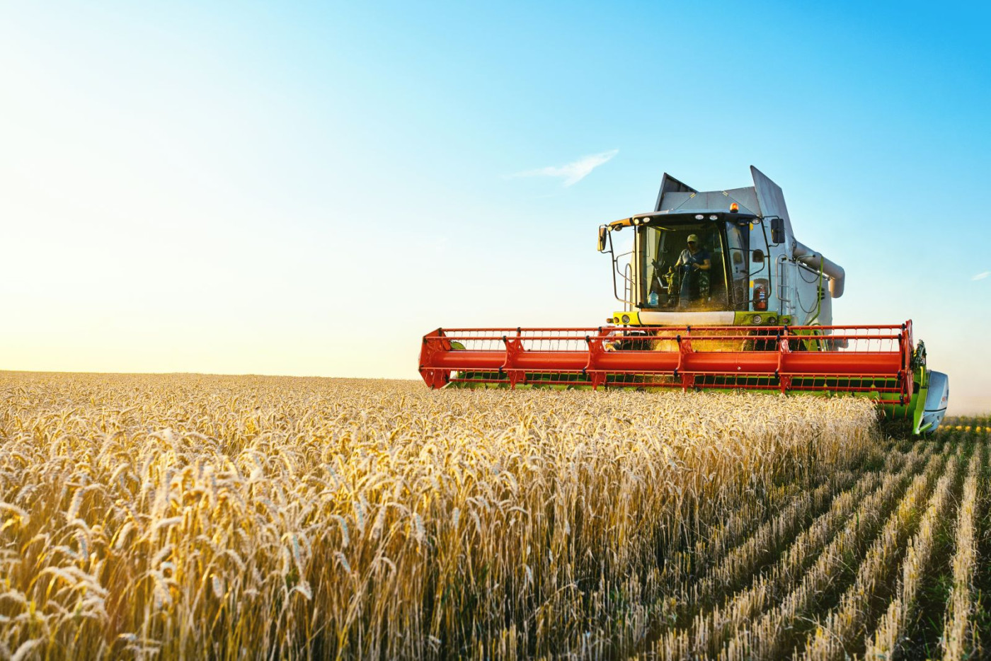 Grain Markest Slide Lower Ahead of the USDA Report