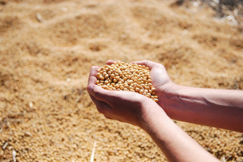 April Trading Starting Higher for Soybeans