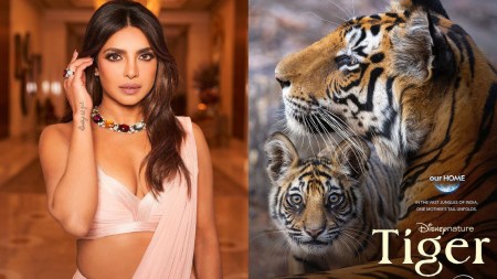 Priyanka Chora to narrate new Disney nature film Tiger, reveals it was ‘shot over 8 years’. Watch trailer