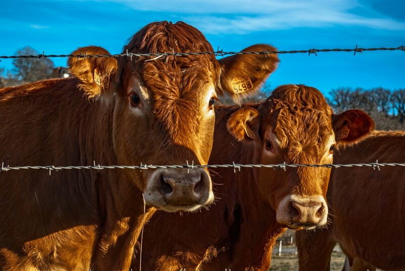 Cattle Futures Recover in Tuesday's Trade.  Is the Selling Over?