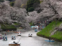 Tokyo Crowds Revel As Cherry Blossoms Reach Full Bloom