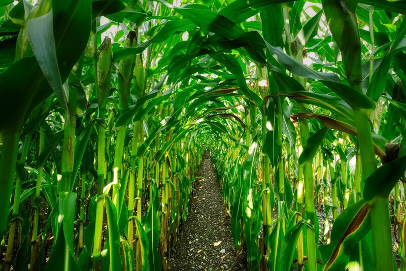 Corn Trading Near Session Lows