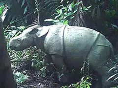 Watch: Critically Endangered Javan Rhino Calf Spotted In Indonesia