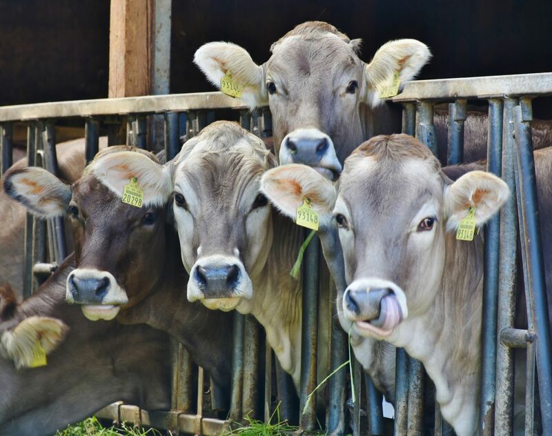 Cattle Bulls Looking for a Clean Slate