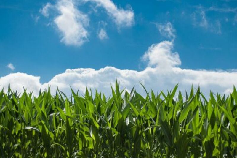 Corn In the Green at Midday