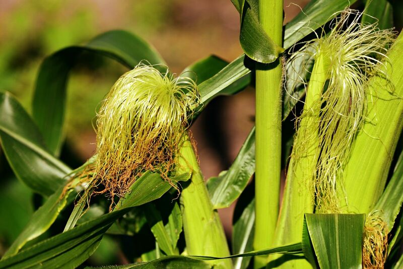 Corn in the Red at Midday