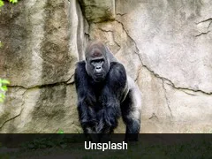 Animals Displayed Quiet And Unusual Behaviour During Solar Eclipse In US