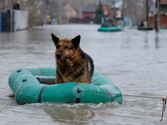 "Like Noah's Ark": Shelter Hosts Over 350 Animas In Flood-Hit Russian City