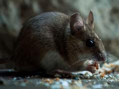 New York Considers Birth Control For Rats To Combat Rodent Population