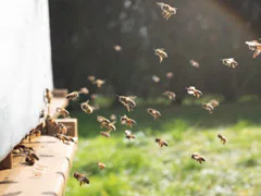 "I Freaked Out": Scientists Shocked After Bumblebees Survive Under Water