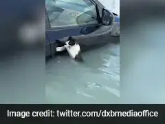 Video: Cat Clings To Submerged Car's Door Handle In Flooded Dubai, Rescued