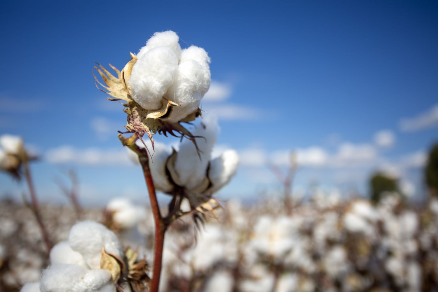 Cotton Falling at Midday