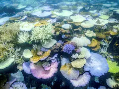 Australia's Great Barrier Reef Hit By Record Bleaching