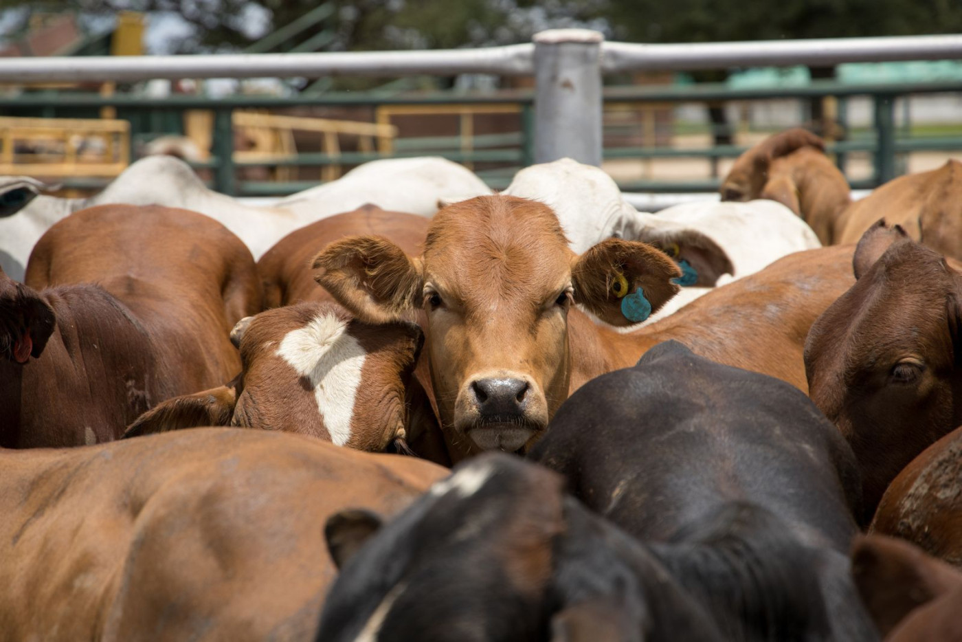 Bullish COF Propels Cattle Higher