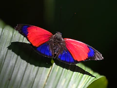 In Amazon, Butterflies Play Key Role In Combating Climate Change