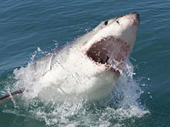 Australian Man Fights Off Great White Shark After It Latches Onto Son's Leg