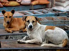 Philippines Girl Hides Being Bitten By Stray Dog, Dies Of Rabies 2 Months Later