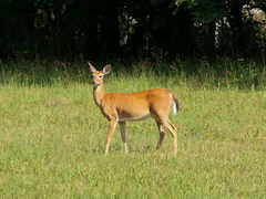 'Zombie Deer Disease' Hits Another US State As 2 White-Tailed Deers Test Positive In Virginia