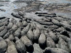 Endangered Hippos Stuck In Dried Ponds In Drought-Hit African Country