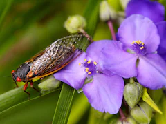 Trillions Of "Loud, Sexually Aroused" Cicadas Set To Engulf US States