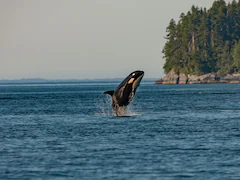 How A Killer Whale Calf, Trapped In Canadian Lagoon, Swam To Freedom