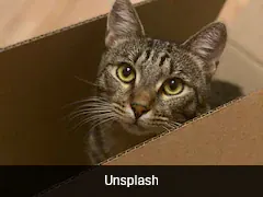 US Couple Accidentally Ship Their Cat In Amazon Return Box, It Arrives 6 Days Later