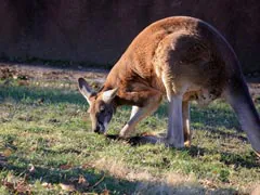 How Fossil Of 50,000-Year-Old Kangaroo Was Unearthed From Australian Cave