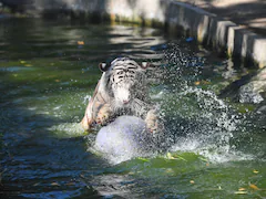 'Bloodsicles', Baths For Lions And Tigers In Philippine Zoo Amid Heatwave