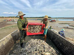 Thousands Of Fish Die In Vietnam Amid Brutal Heatwave