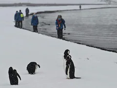 Antarctic Wildlife Is Being Sunburnt. Scientists Say It's A "Wake-Up Call"