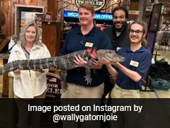 Where Is Wally The 'Emotional Support Alligator'? Its Owner Answers