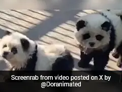 China Zoo Could Not Keep Pandas On Display. So It Did This