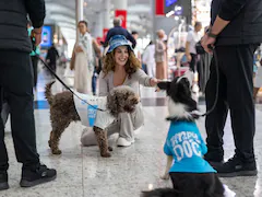 Pics: Therapy Dogs At Istanbul Airport Help Flyers Release Stress