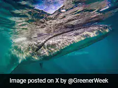 Majestic Sei Whales Reappear In Argentine Waters After A Century