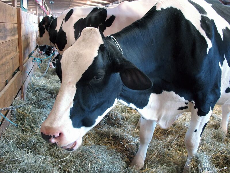 Cattle Rally Alongside Boxed Beef Pop