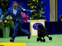 Miniature Poodle Wins Top Prize At Westminster Kennel Club Dog Show